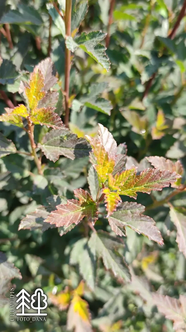 Physocarpus opulifolius   'Tiny Wine'